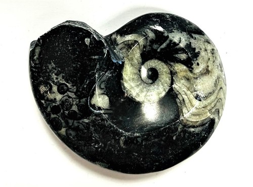Fm0018 goniatit ammonit - goniatit, fossil