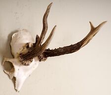 Schönes abnormes Rehgehörn