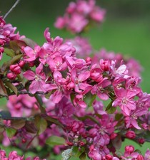 Zierapfel eleyi 125 150cm - eleyi, 125-150cm