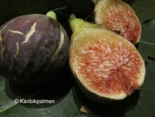 Ficus carica 'Pastillere' -