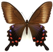 PAPILIO RYUKYUENSIS RYUKYUENSIS FEMALE FROM OKINAWA ISL