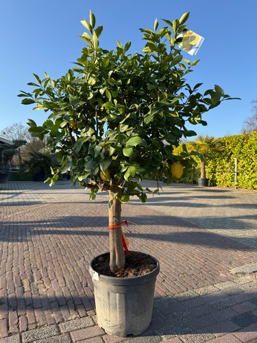 Tropictrees zitrusbaum - zitrusbaum,