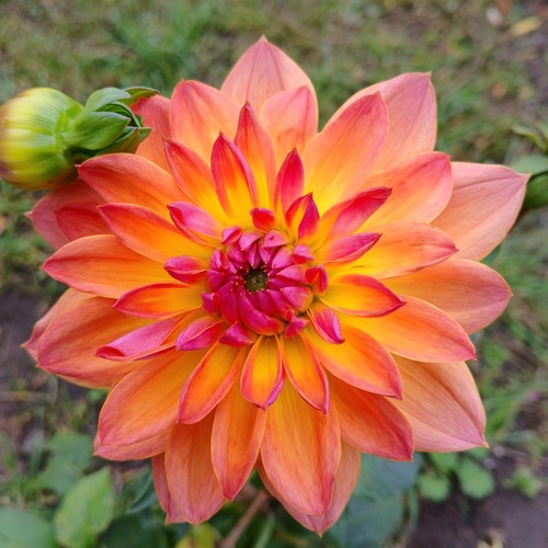 Dahlien samen gartenblumen - dahlien,