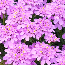 Lila SCHLEIFENBLUME 300+ Samen IBERIS UMBELLATA Candytuft seeds STEINGARTEN