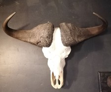 Kaffernbüffel Schädel