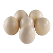 6 hochwertige afrikanische Straußeneier Natur Straussenei Ostern Ei Strauß creme
