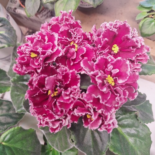 Magenta - lf, –