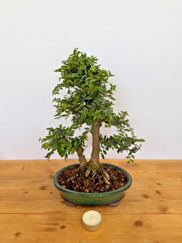 Bonsai japanische ulme - bonsai,