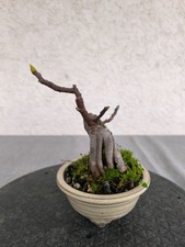 Feigen Bonsai - Ficus carica - Shohin Bonsai Nr. 2