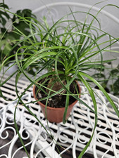 heavenly HOYA Beaucarnea Nolina recurvata ca.30cm hoch Elefantenfuss