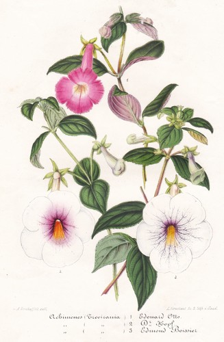 Achimenes schiefteller widow - achimenes, widow's