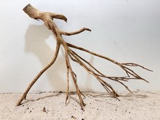 Talawa Wurzel XXL ähnlich