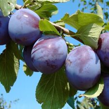 Anna Späth späte Zwetsche Zwetschenbaum Pflaumenbaum Busch Halbstamm Hochstamm
