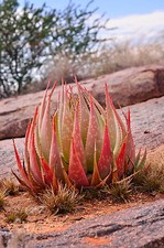 SAMEN Die zierliche rote Zwergaloe ist eine Bereicherung für den Steingarten.