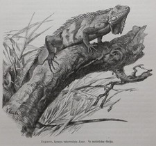 Leguan   Iguana tuberculata  Holzstich 1912   Reptilien 
