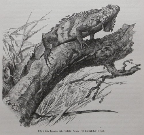 Leguan iguana tuberculata - leguan,