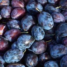 Pflaumenbaum Haganta -