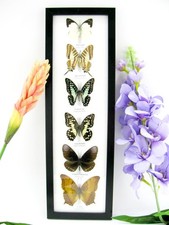 6 echte präparierte