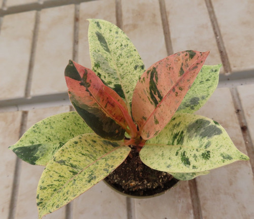 Ficus elasica shivereana