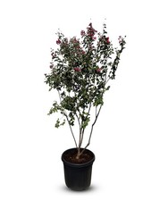 Lagerstroemia indica