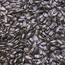 30 kg Sonnenblumenkerne Schwarz Futter Ganzjahresvogelfutter Vogelfutter 30 kg