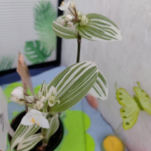 Tradescantia brightness 15cm - brightness,