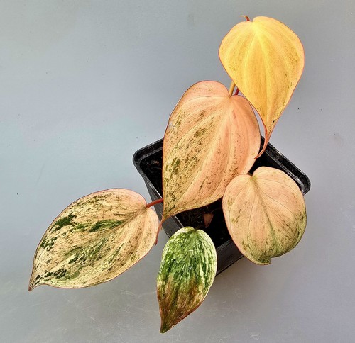 Sehr schöne philodendron - sehr,
