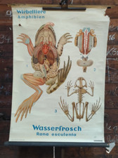 DDR Rollkarte Schulkarte