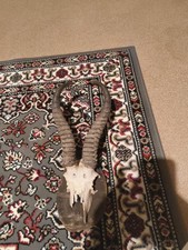 Schädeltrophäe Jagdtrophäe