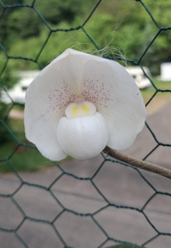 Paphiopedilum niveum orchidee - niveum,