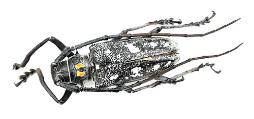 Cerambycidae batocera - cerambycidae,,