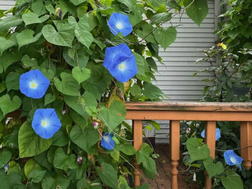 Himmelblaue prunkwinde 200 - prunkwinde,