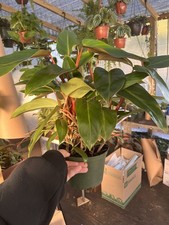 Red emerald philodendron - red, 6”