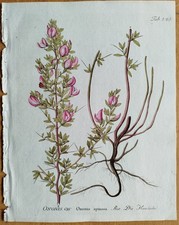 Hauhechel Ononis  + Vietz