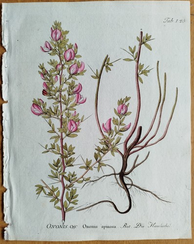 Hauhechel ononis vietz - hauhechel,