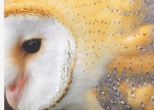 SCHLEIEREULE      * EULE   ******    Postkarte  **  Western barn owl # 1