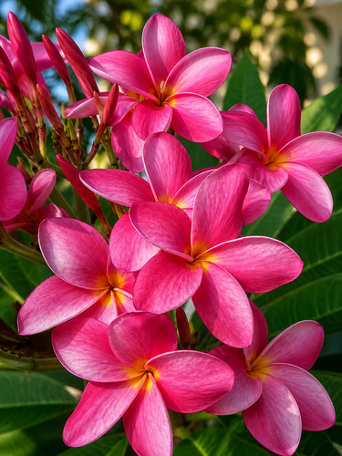 Sale1631 plumeria pinkpanther - sale1631,