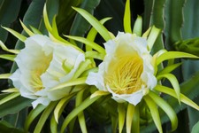 SAMEN exotische Blüten