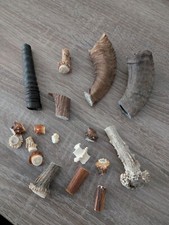 Rehbock Geweih Schafshorn