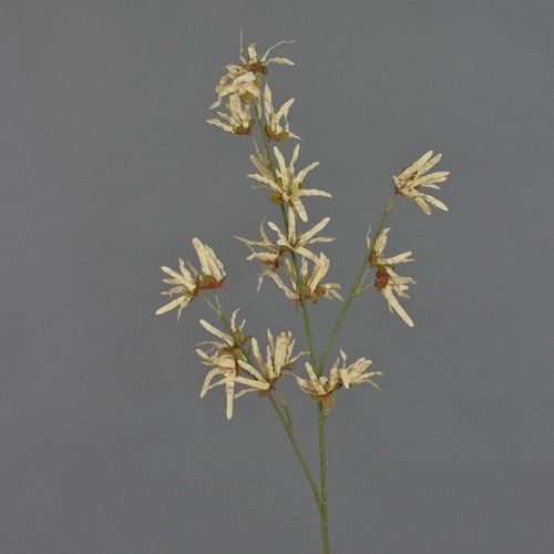 Artplants deko zaubernuss - deko,