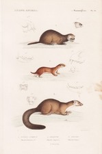 Mustela Steinmarder stone