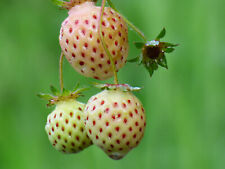 Erdbeerpflanzen  weiße Ananas