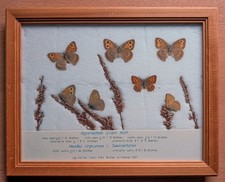 7 Schmetterlinge-präpariert im Holz-Schaukasten- Rarität-Mit Herkunftsangaben