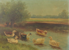 ROLF WAß WASS ~ Enten am