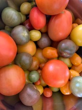 Tomaten Mix Set 100+ Samen, Bunte Mischung, Samenfest Samen, Saatgut,