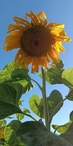 Riesen-Sonnenblumensamen