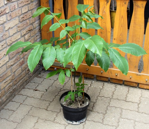 Walnussbaum setzling ca - x,