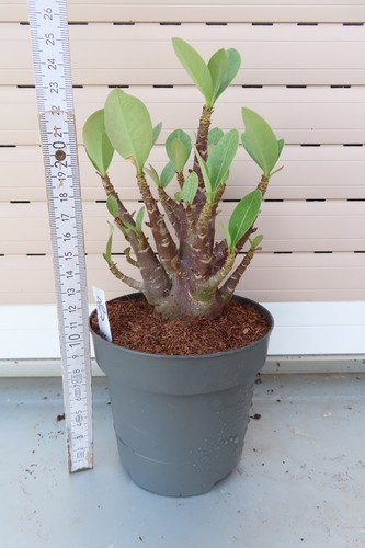 Adenium obesum wüstenrose - adenium,