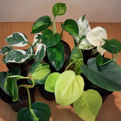 Anfängerpaket 5 - anfängerpaket,
