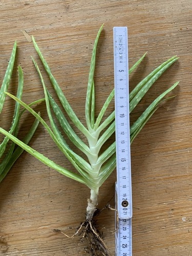 Aloe vera pflanze - pflanze,, echter